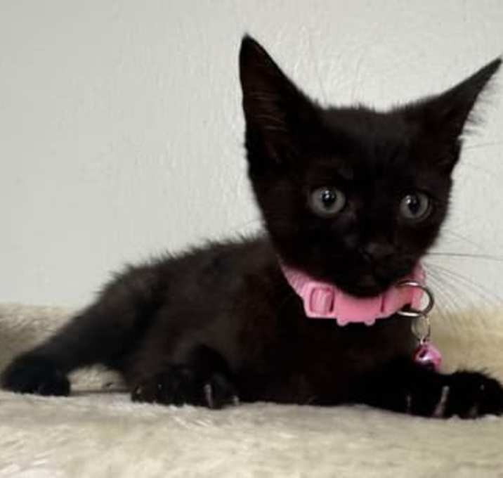 Photo of Luna