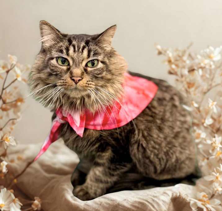 Photo of Annabelle