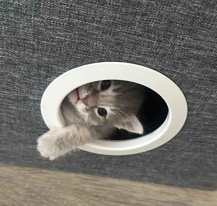 Photo of 4 Kittens