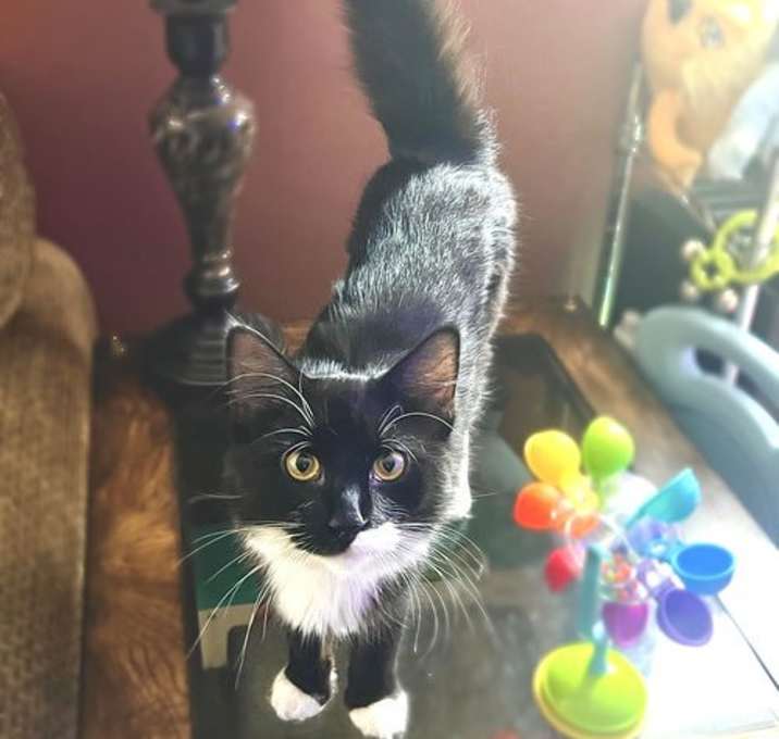 Photo of Miss Moo