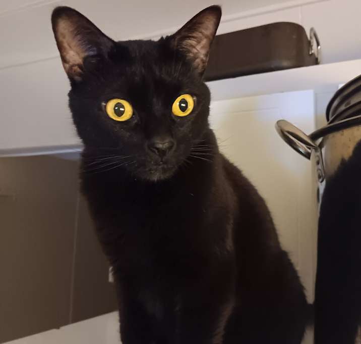 Photo of Ligeia - Pookie