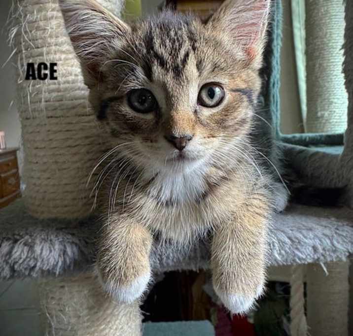 Photo of Ace