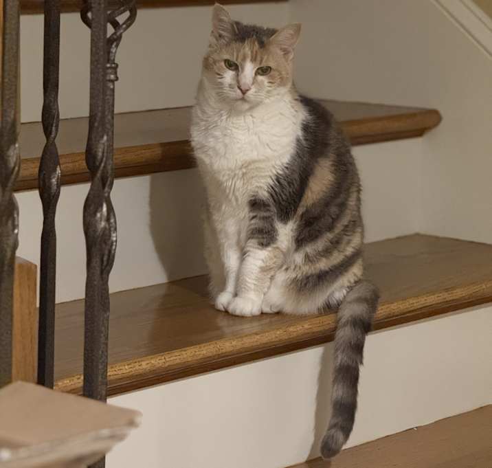Photo of Callie