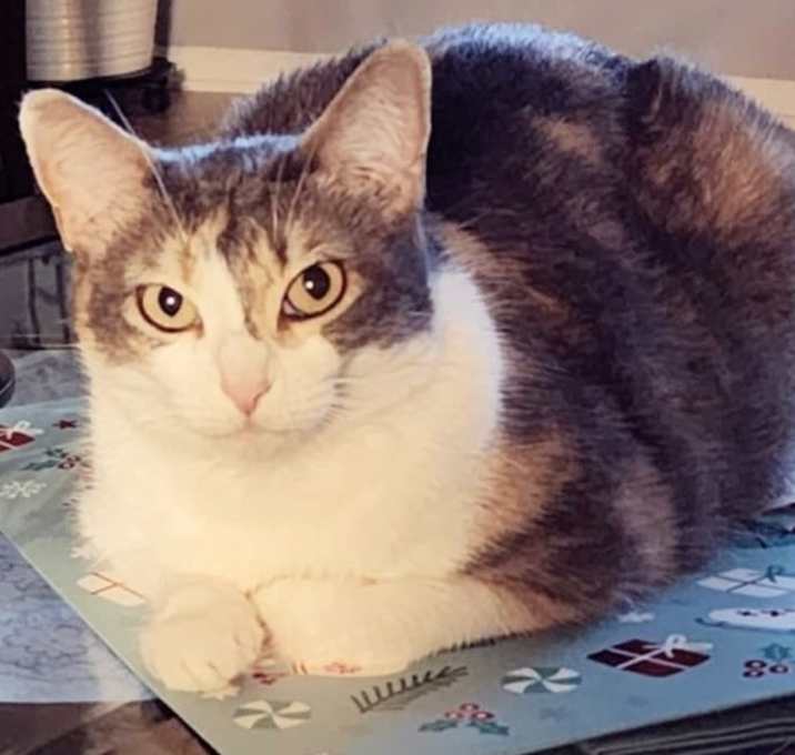 Photo of Candy