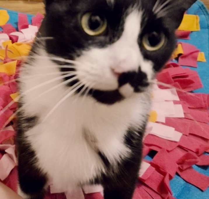 Photo of Catti-B