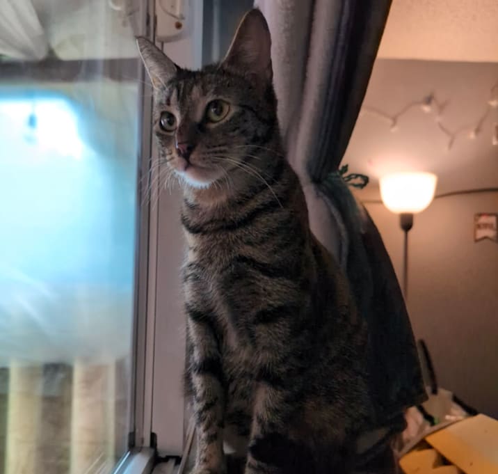 Photo of BabyLulu