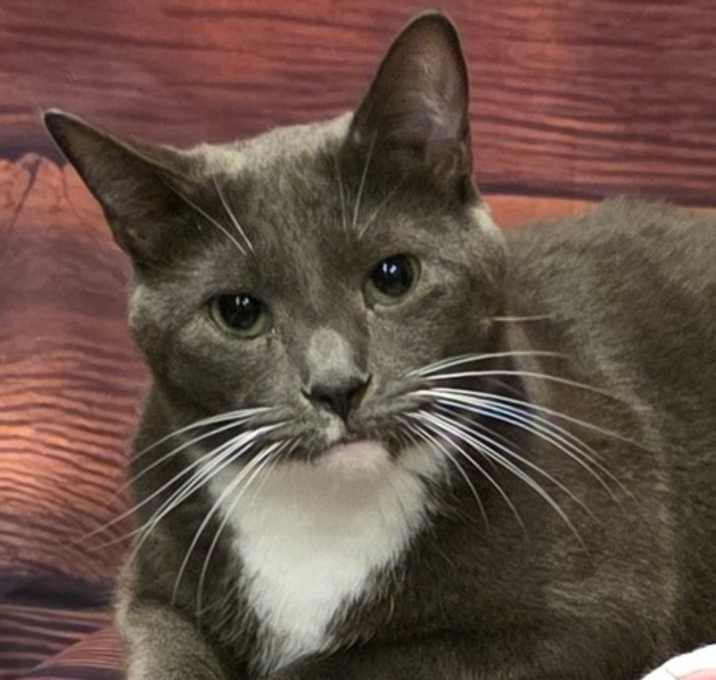 Photo of Speedy