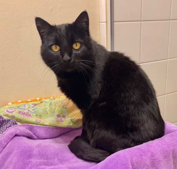 Photo of Midnight