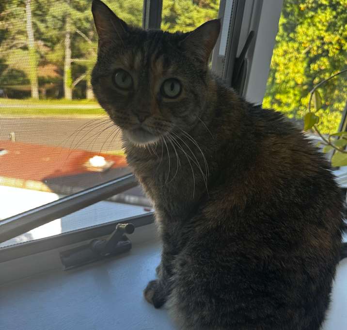 Photo of Nala