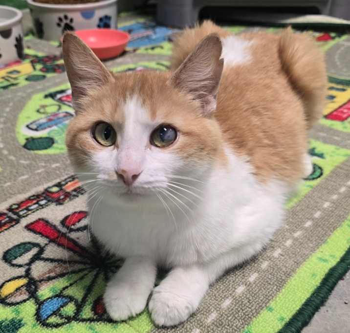 Photo of Peaches
