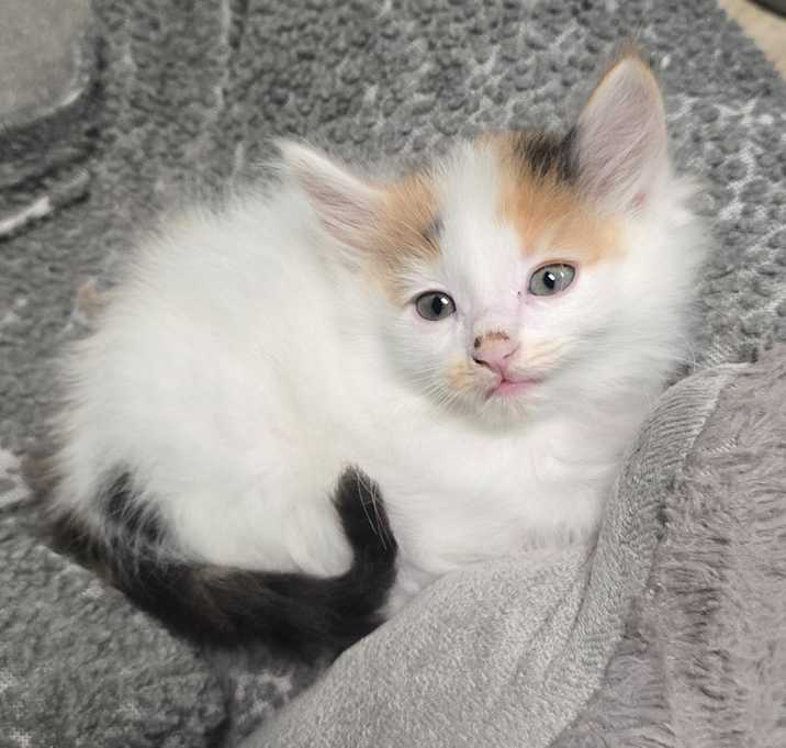 Photo of Pineapple - PENDING ADOPTION