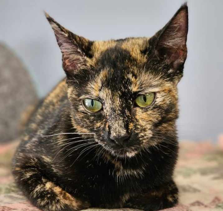 Photo of Stella