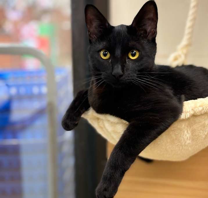 Photo of Mr. Lucky