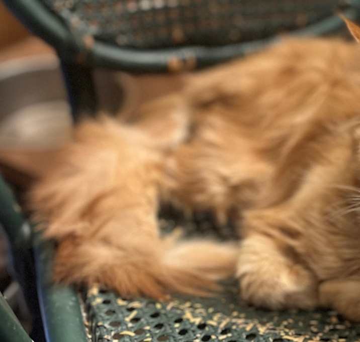 Photo of Hercules (Purebred Maine Coon)