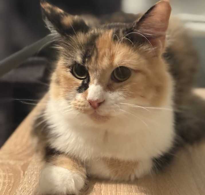 Photo of Shy