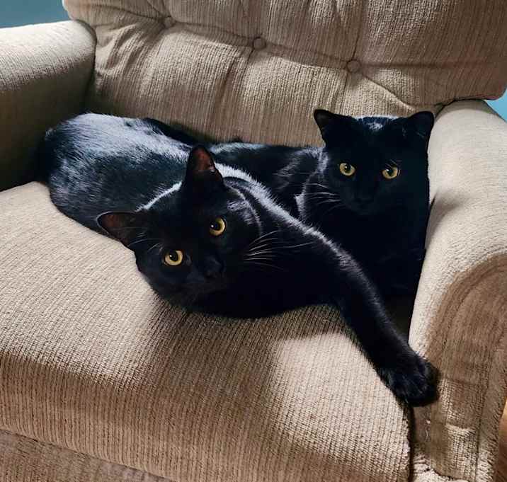 Photo of Cheeto *Bonded with Frito*