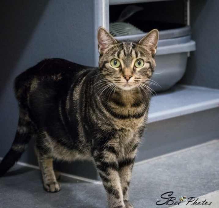 Photo of Sage