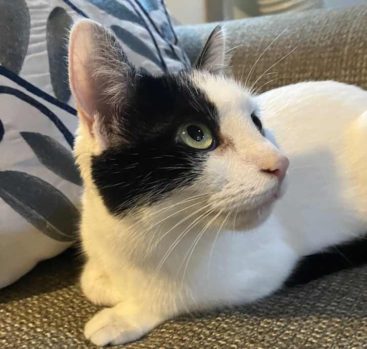 Photo of Miss Kitty