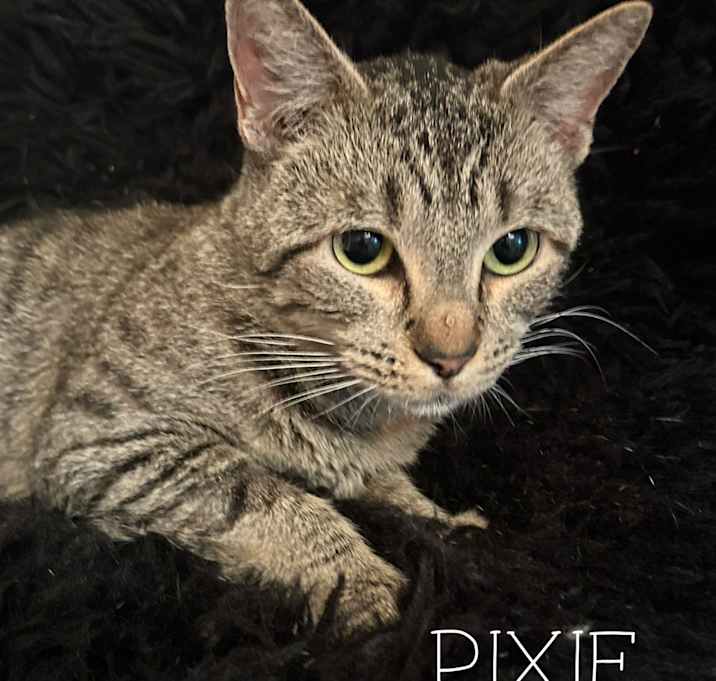 Photo of Pixie