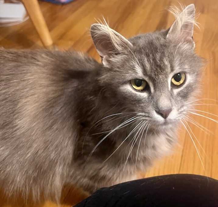 Photo of Strudel