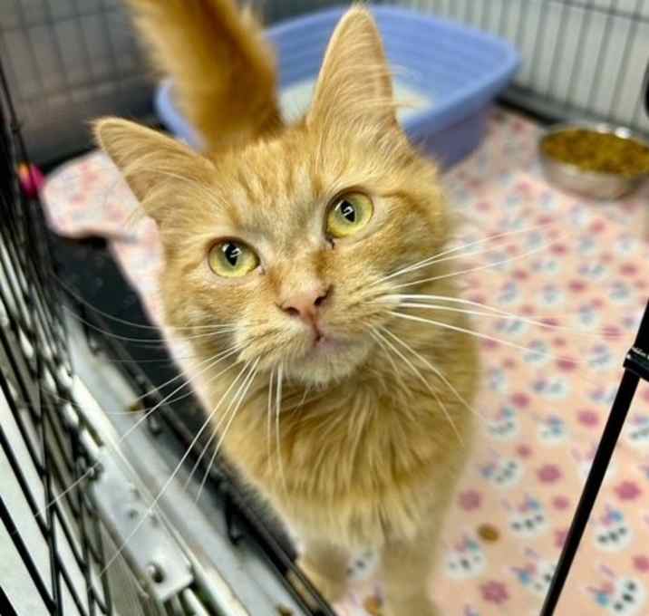 Photo of Marmalade