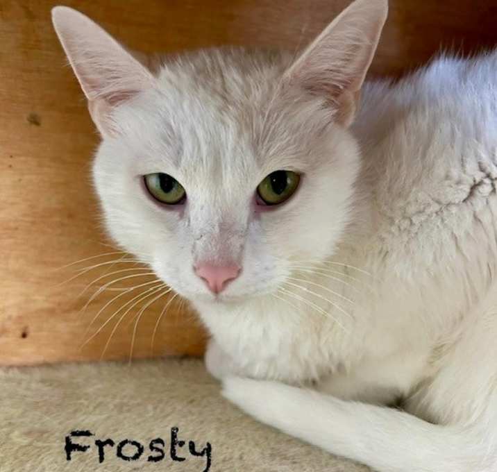 Photo of Frosty