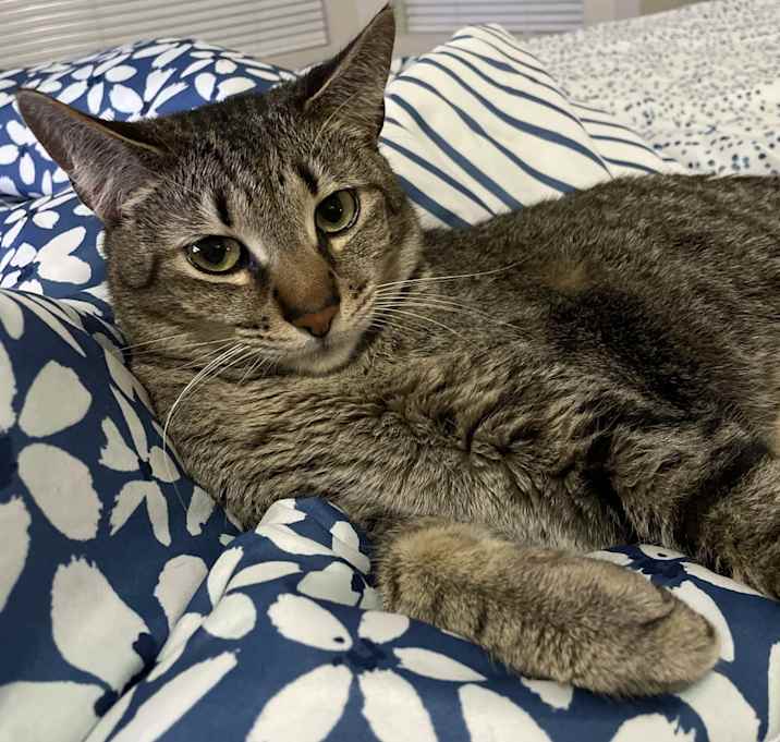 Photo of Basil