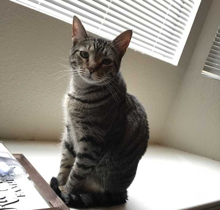 Photo of Oregano