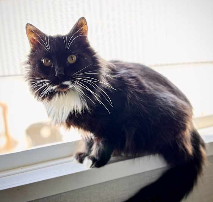 Photo of Sybil