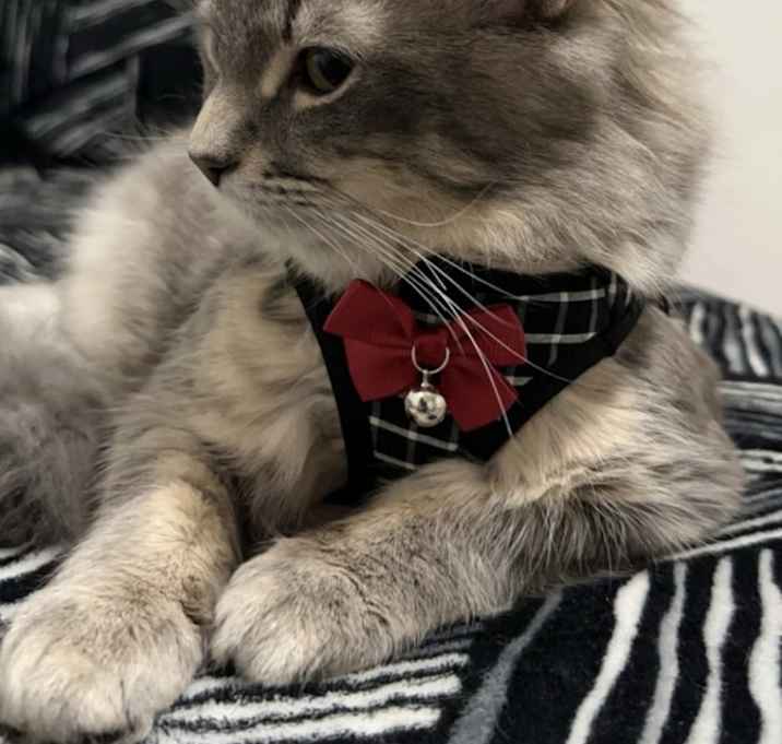 Photo of Shera