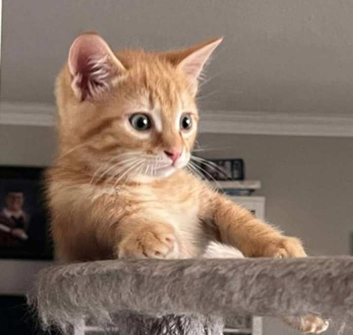 Photo of Ginger
