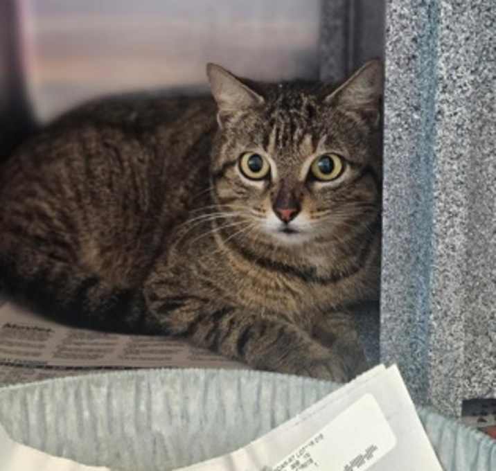 Photo of Belladonna (working cat)