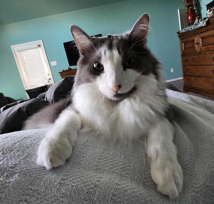 Photo of Biscotti