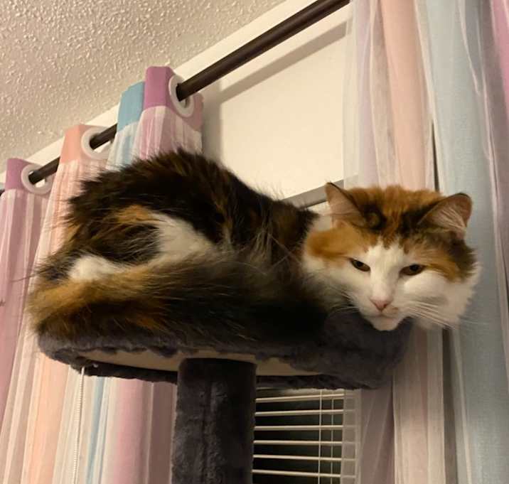 Photo of Purrky