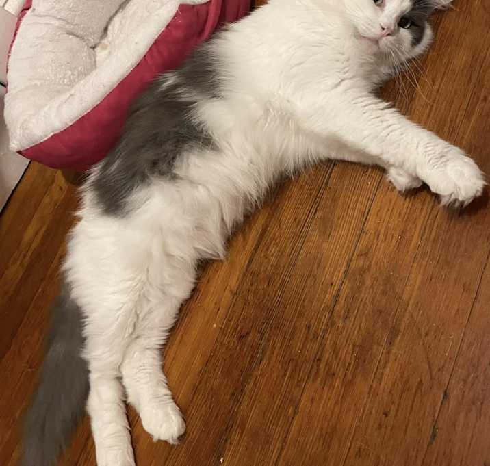 Photo of Ray