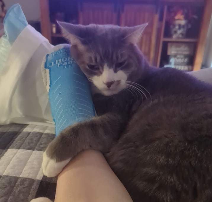 Photo of Maverick