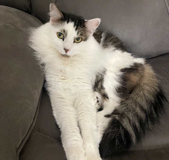 Photo of Chevy