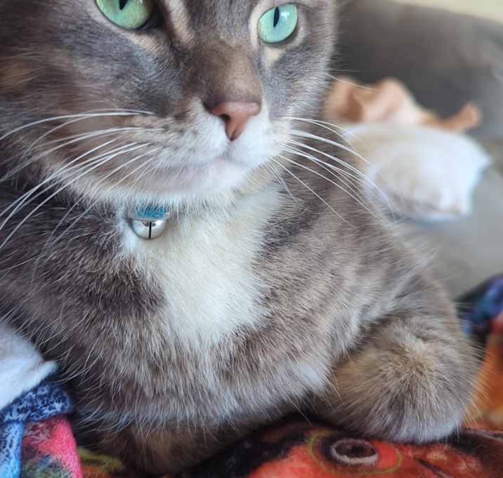 Photo of Goose