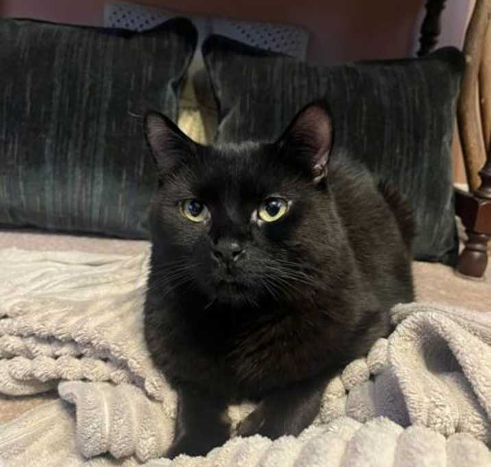 Photo of Shady-Kitchener