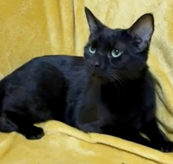 Photo of Athena