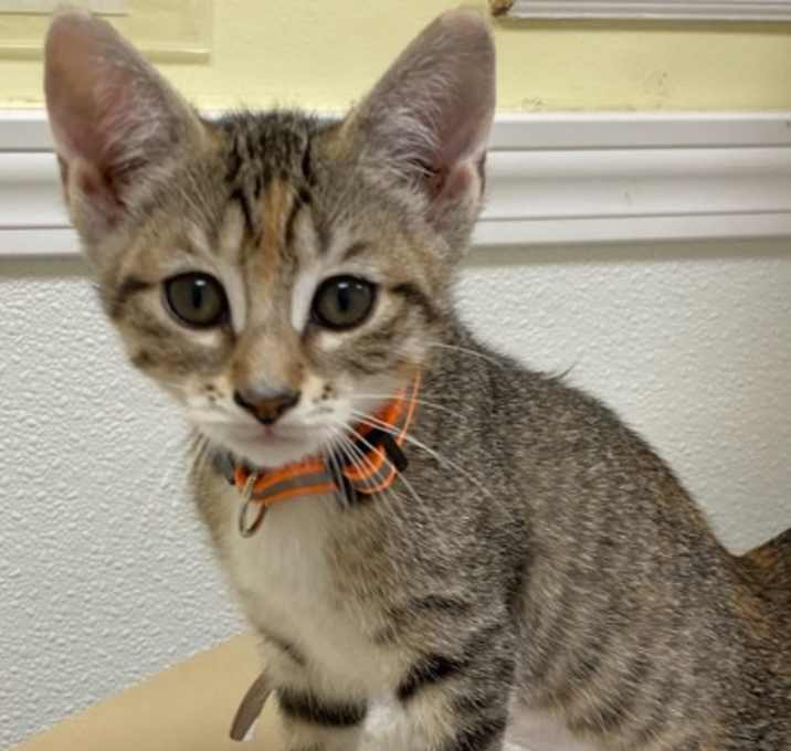 Photo of Paisley
