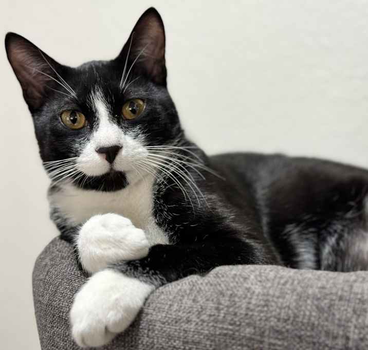Photo of Tux (aka Captain Crunch)