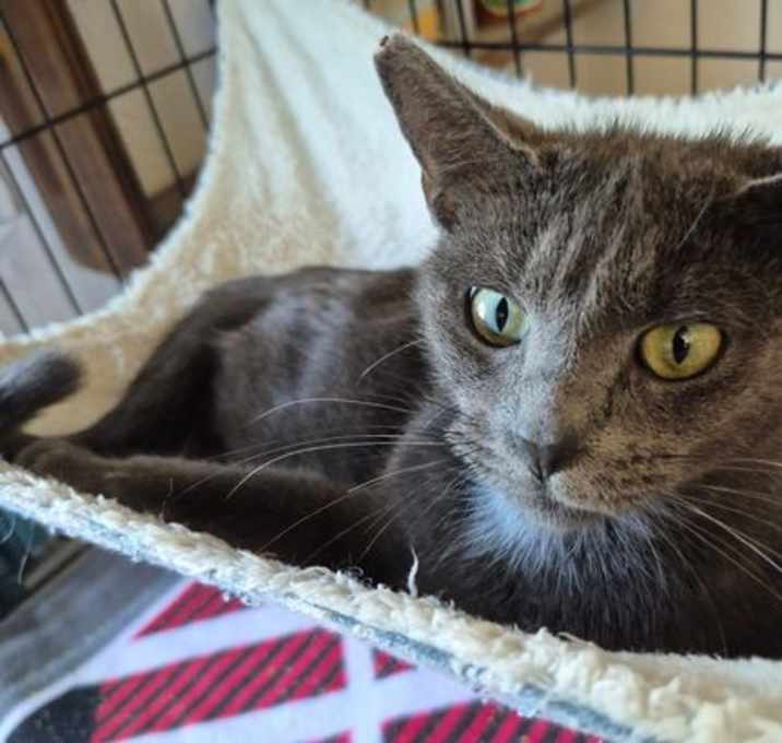 Photo of Star