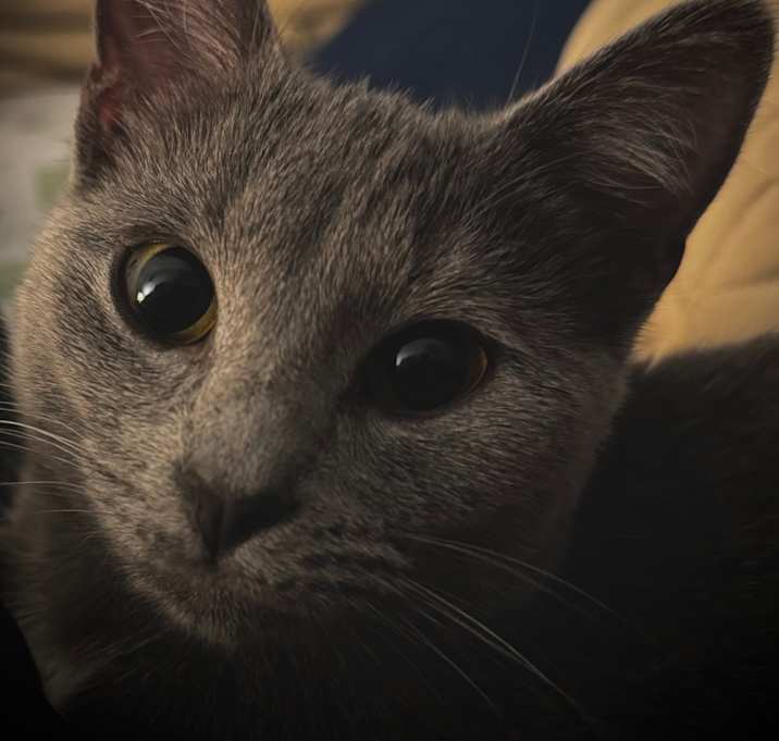 Photo of Missy