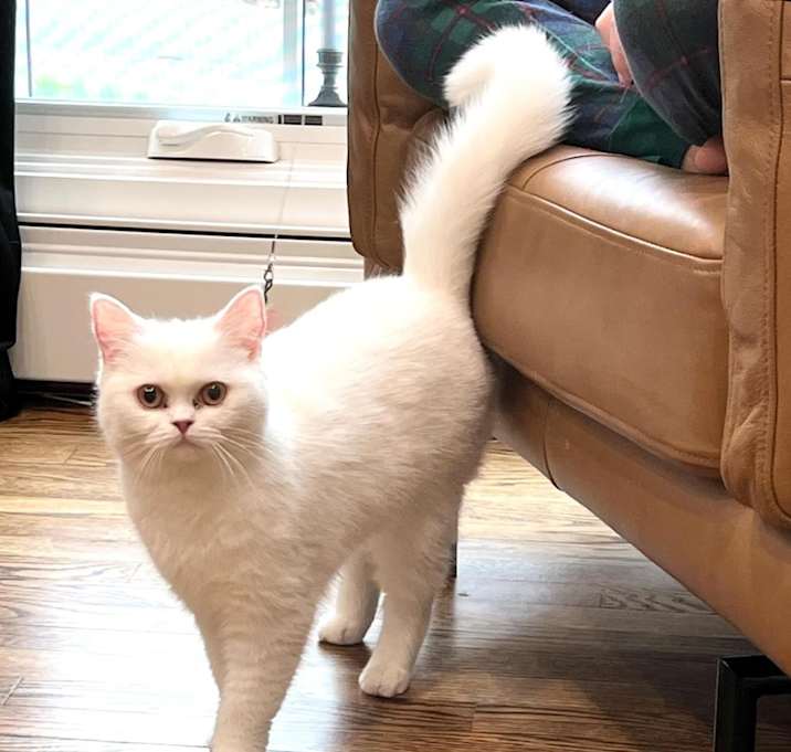 Photo of Jasmine & SnoWhite