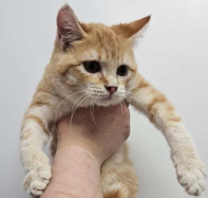 Photo of Steve (bonded to Dustin)