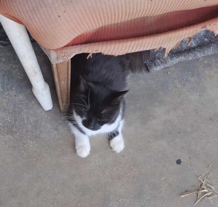 Photo of Gracie