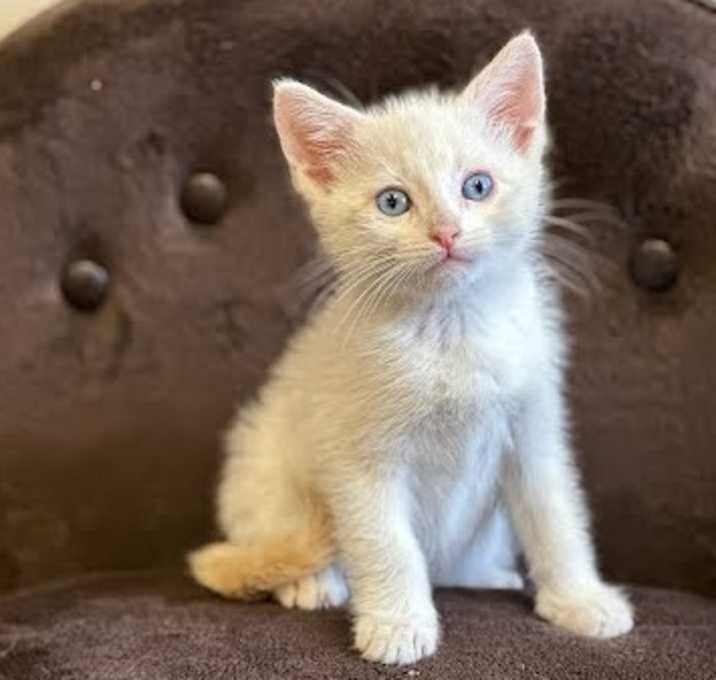 Photo of Puff