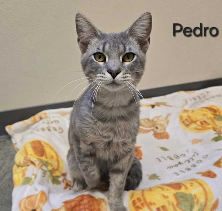 Photo of Pedro