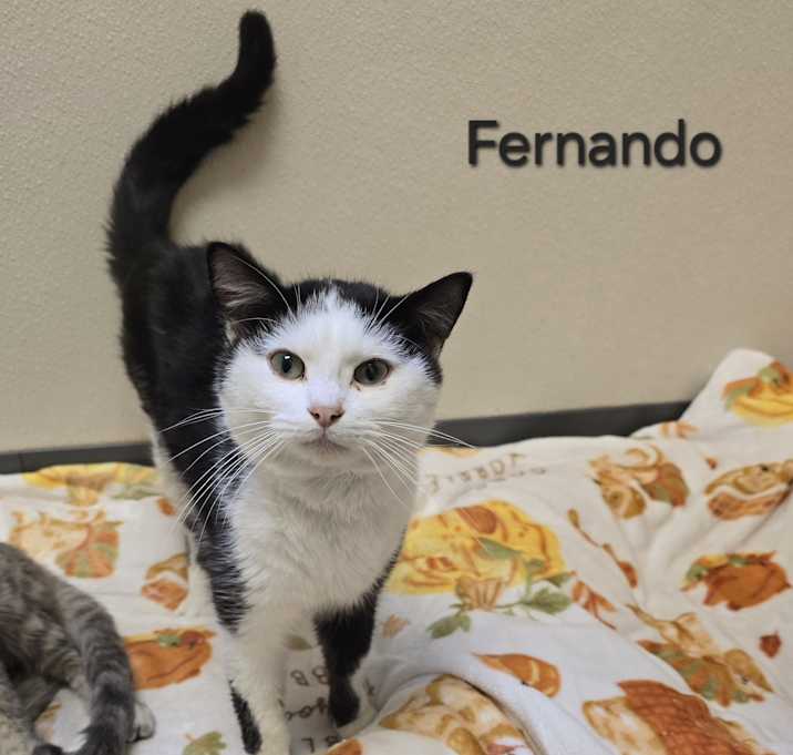 Photo of Fernando